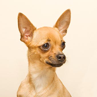 Chihuahua de pelo corto © Giuseppe Mazza