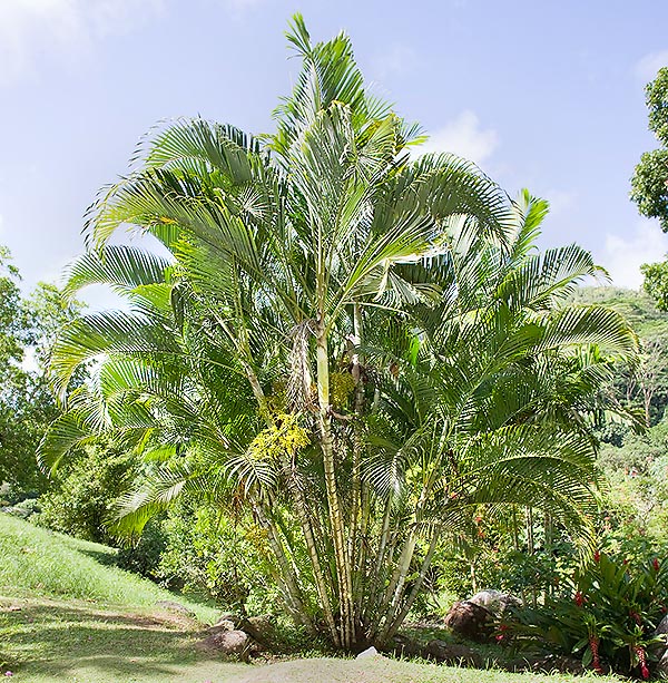 Palmier cespiteux de 12 m de haut avec des stipes de 10 cm de diamètre © Giuseppe Mazza