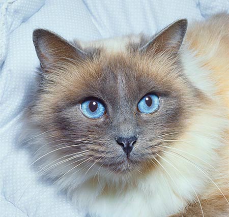 Sacred Birman Cat © Giuseppe Mazza