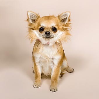 Long-coated Chihuahua © Giuseppe Mazza