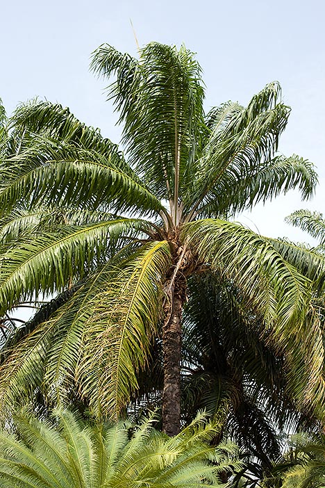 L'Elaeis guineensis est très cultivée sous les tropiques pour la production d'huile © Giuseppe Mazza
