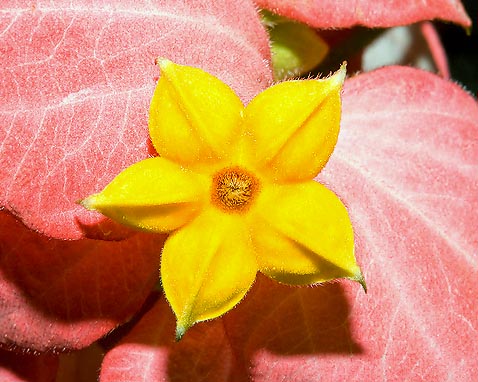 Fiore di Mussaenda erythrophylla © Giuseppe Mazza