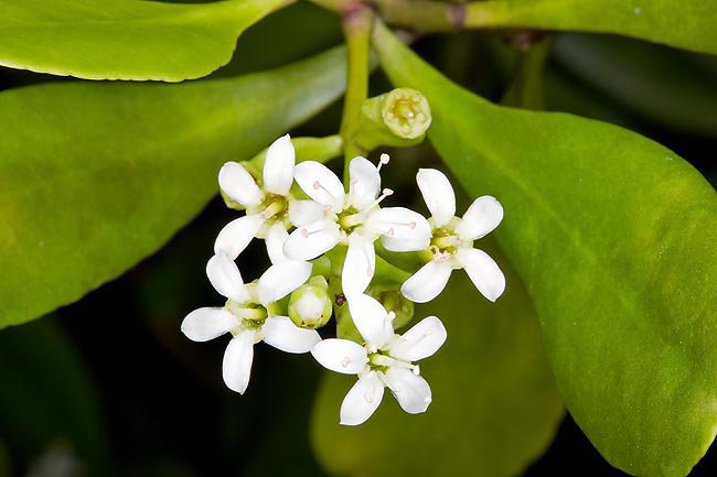 The Lumnitzera racemosa is a 2-8 m tall mangrove with nice white inflorescences © Giuseppe Mazza