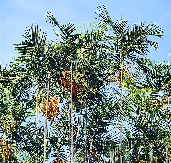 Ptychosperma macarthurii est un palmier cespiteux © Giuseppe Mazza