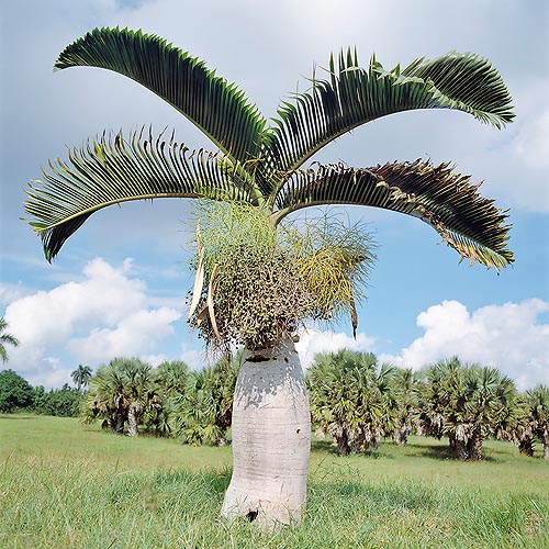 The odd Bottle palm may be 4 m tall and 70 cm broad © Giuseppe Mazza