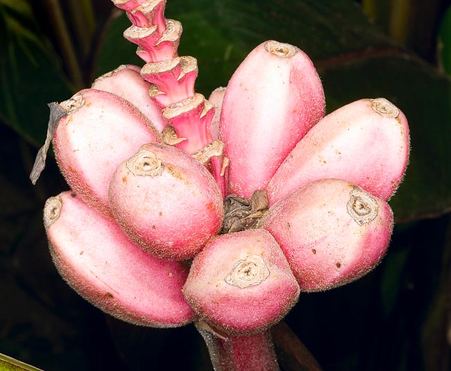 Musa velutina est un petit bananier d’ornement aux fruits roses veloutés © Giuseppe Mazza