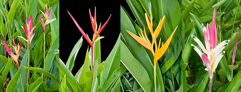 Heliconia psittacorum, Heliconiaceae, false bird-of-paradise, golden torch, japanese canna, parakeet heliconia, parrot’s beak, parrot’s flower, parrot plant