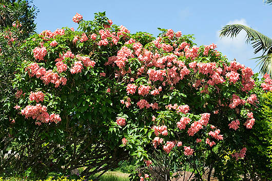 La Mussaenda erythrophylla è di casa nei giardini dei tropici © Giuseppe Mazza
