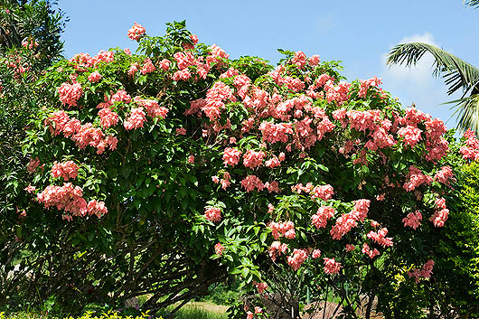 The Mussaenda erythrophylla is common in the tropical gardens © Giuseppe Mazza