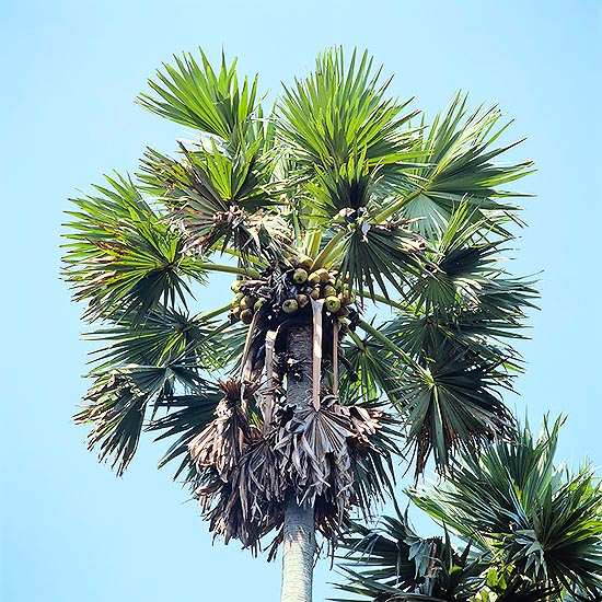 Palmier majestueux, au stipe de 70 cm de diamètre et 20 m de haut. Fruits et jus comestibles © Giuseppe Mazza