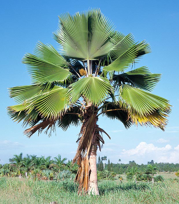 Elle semble originaire des forêts des Tonga et des Fidji. Pour les jardins tropicaux © Giuseppe Mazza