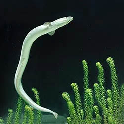 Anguilla anguilla - Monaco Nature Encyclopedia