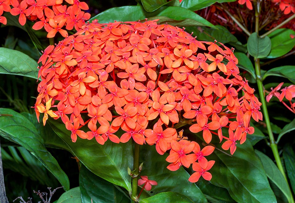 Originaire de l'Inde, du Sri Lanka, de la Thaïlande et du Vietnam, Ixora coccinea est l'un des arbustes à fleurs les plus populaires des régions tropicales et subtropicales © Giuseppe Mazza