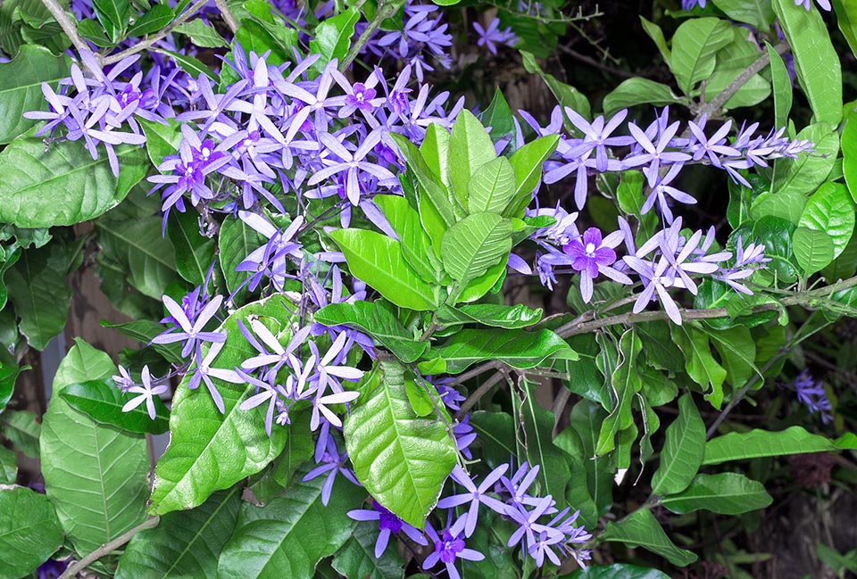 Petrea volubilis, Verbenaceae