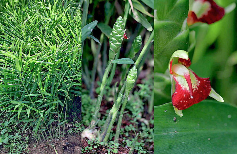 La planta de jengibre alcanza hasta 1 m de altura. Detalle de las espigas compactas de la inflorescencia y de la llamativa flor 