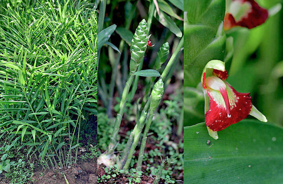 The ginger plant can even be 1 m tall. Particulars of the compact spikes of inflorescence and of conspicuous flower 