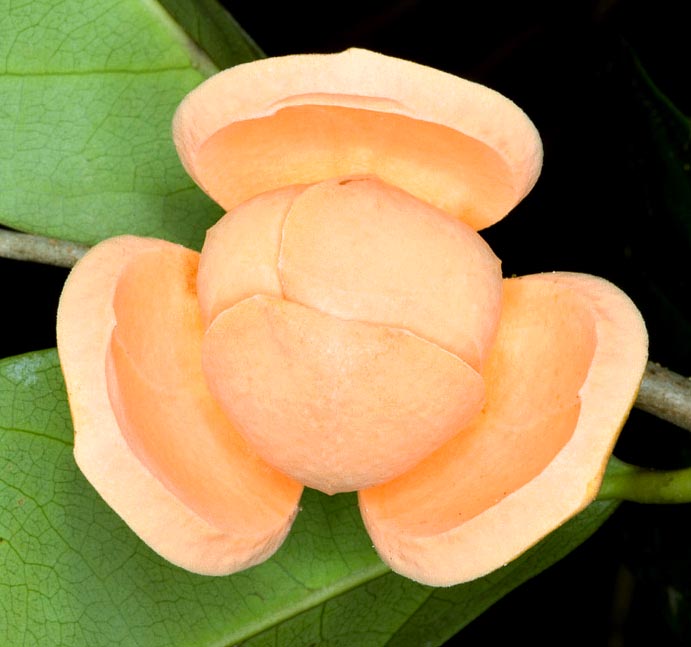 Annona montana es un árbol de América centromeridional, siempreverde o semicaduco, que alcanza los 10 m de altura. Las flores suelen ser solitarias, con pétalos engrosados: 3 externos de 5 cm y 3 internos, casi cerrados, de 4 cm © G. Mazza