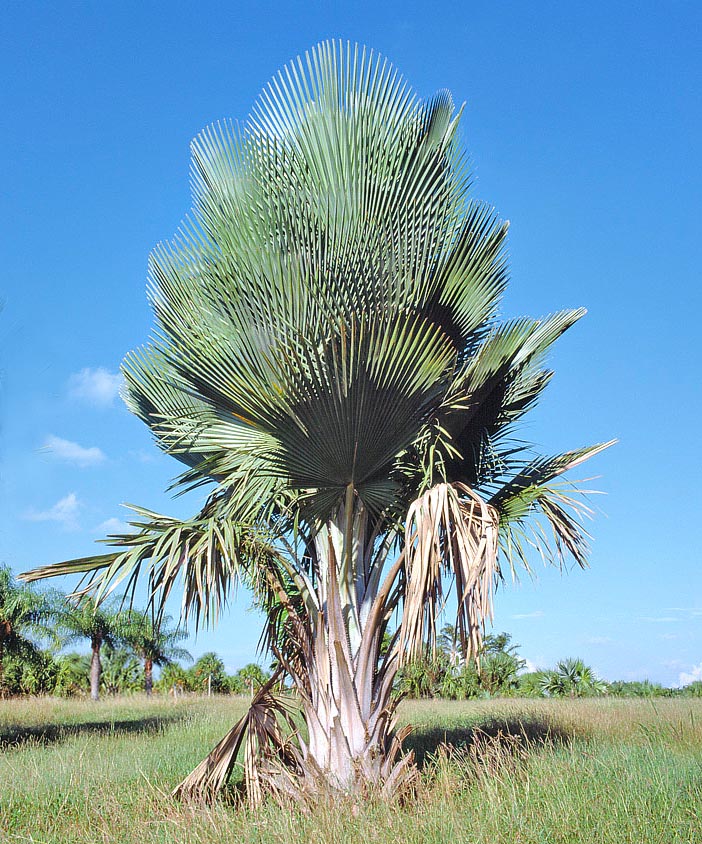 Poco frecuente en cultivo, la Copernicia curbeloi alcanza los 15 m de altura en las sabanas cubanas © Giuseppe Mazza