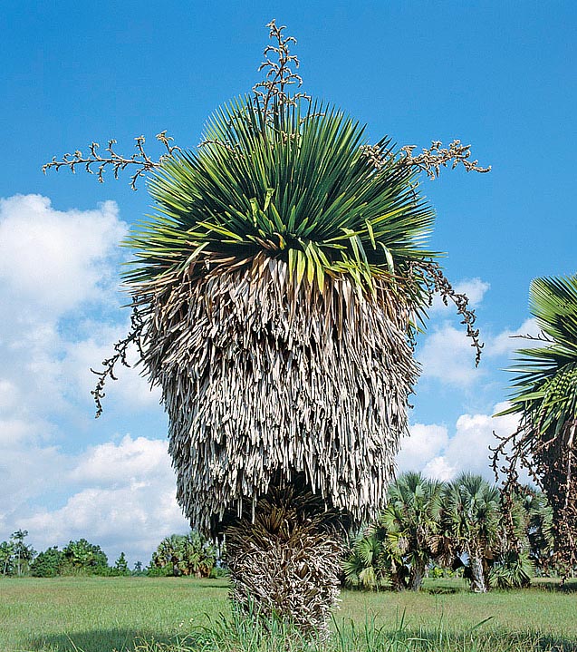 Por las hojas que cubren el tallo la Copernicia macroglossa de Cuba es llamada 