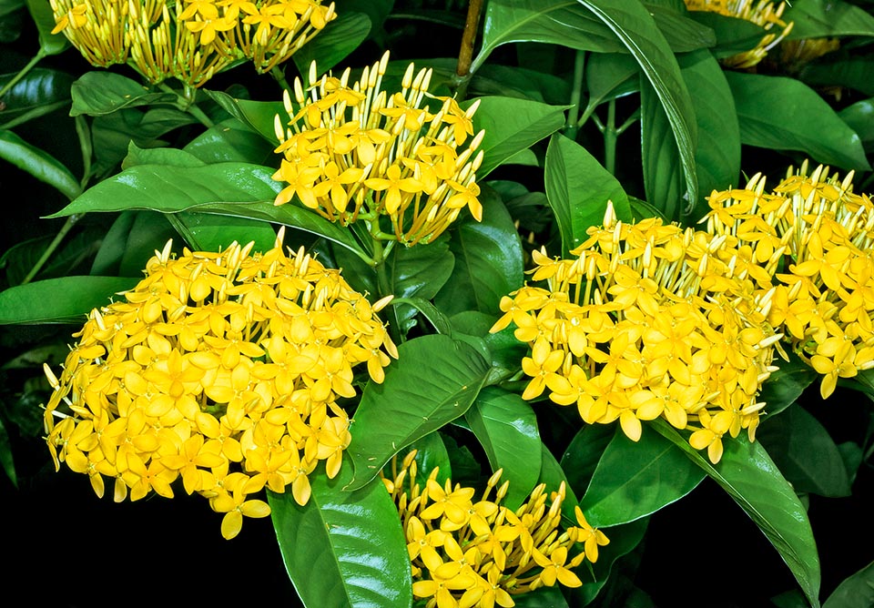 Espèce à feuilles persistantes et compact, mesurant jusqu'à 3 m, elle porte de généreuses inflorescences rouge-écarlate, orangées, roses et jaunes © Giuseppe Mazza