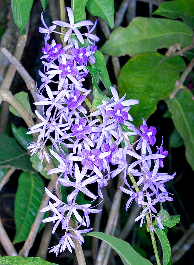 Petrea volubilis, Verbenaceae