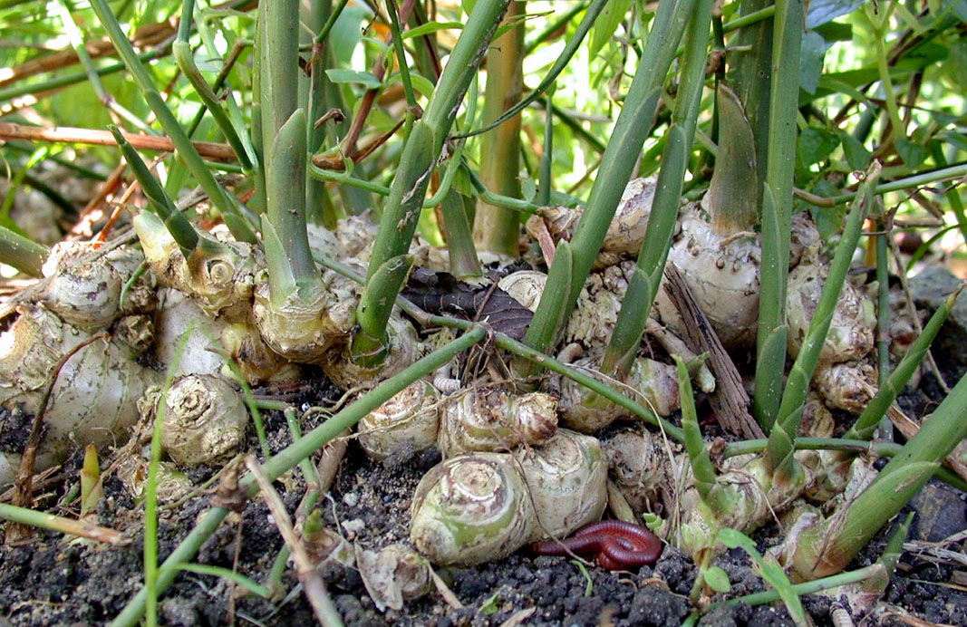 On suppose que Zingiber officinale, cultivé depuis des siècles, est originaire du Sud de la Chine et de l'Inde. Les tiges et les inflorescences naissent de rhizomes affleurants 