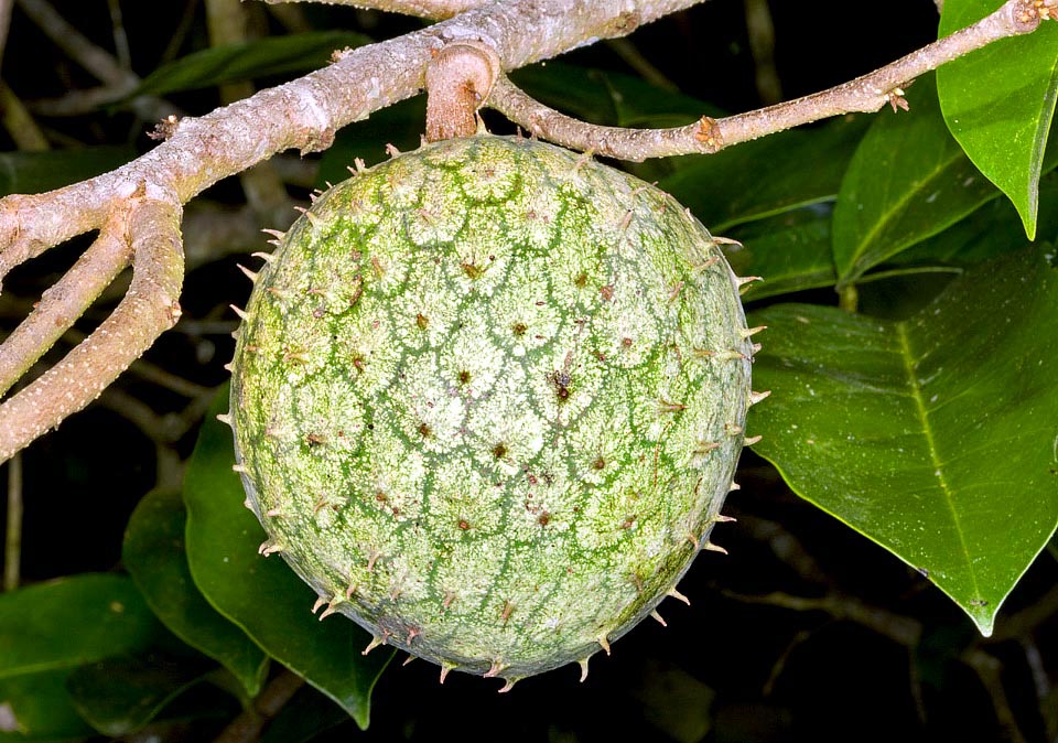 Los frutos, como la fresa o la piña, son sincarpos, esto es, nacen de la fusión durante el desarrollo de frutos verdaderos que forman en este caso una esfera de alrededor de 15 cm. Son comestibles pero de baja calidad en comparación con otras anonas, que la usan a veces como portainjerto. Toda la planta tiene virtudes medicinales © G. Mazza