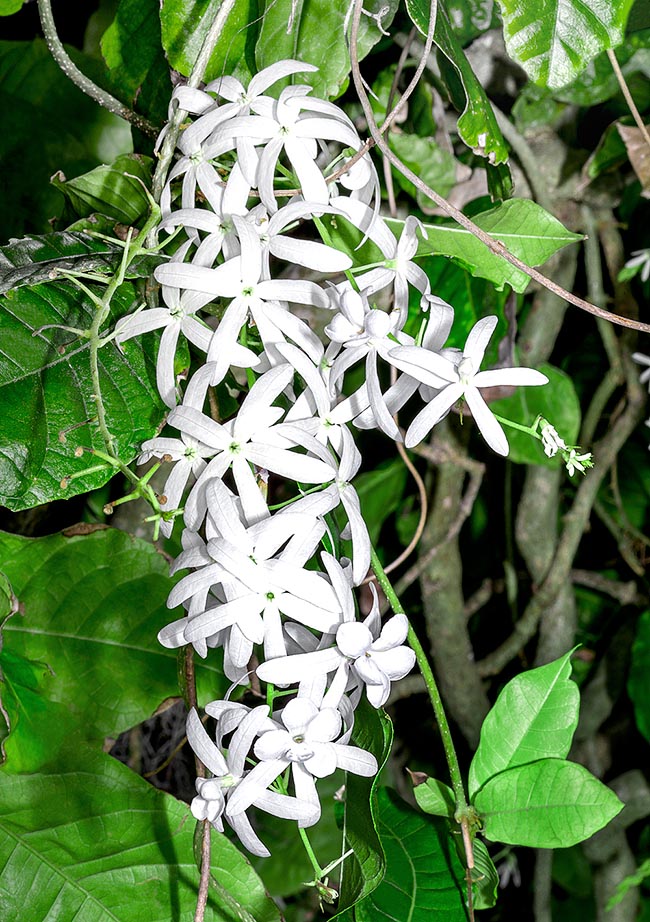 Petrea volubilis, Verbenaceae