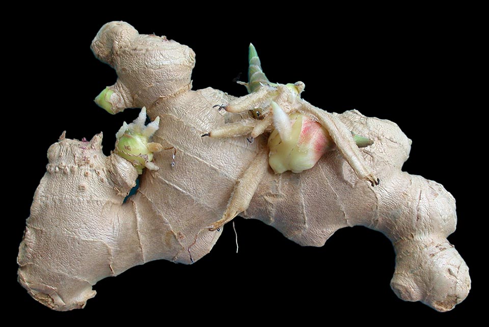 Détail du rhizome aux vertus médicinales. Le gingembre aujourd'hui sert dans le monde entier à aromatiser des plats et des boissons 