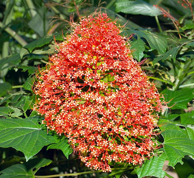 Originaire du Sud-Est asiatique il est vite entré comme plante ornementale dans les jardins tropicaux à cause de ses spectaculaires inflorescences qui peuvent atteindre 60 cm. Feuilles et racines ont des vertus médicinales © Giuseppe Mazza