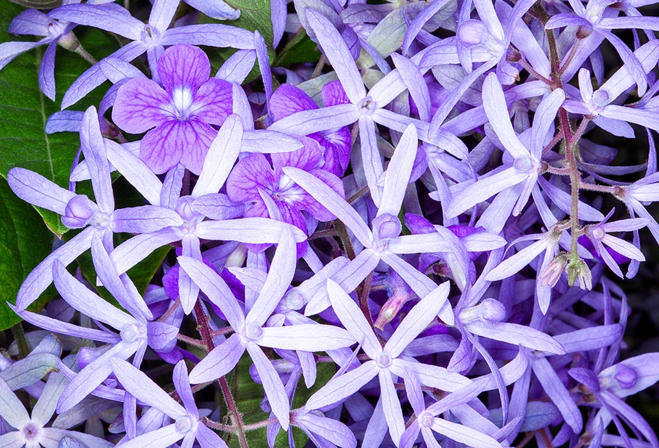 Petrea volubilis, Verbenaceae