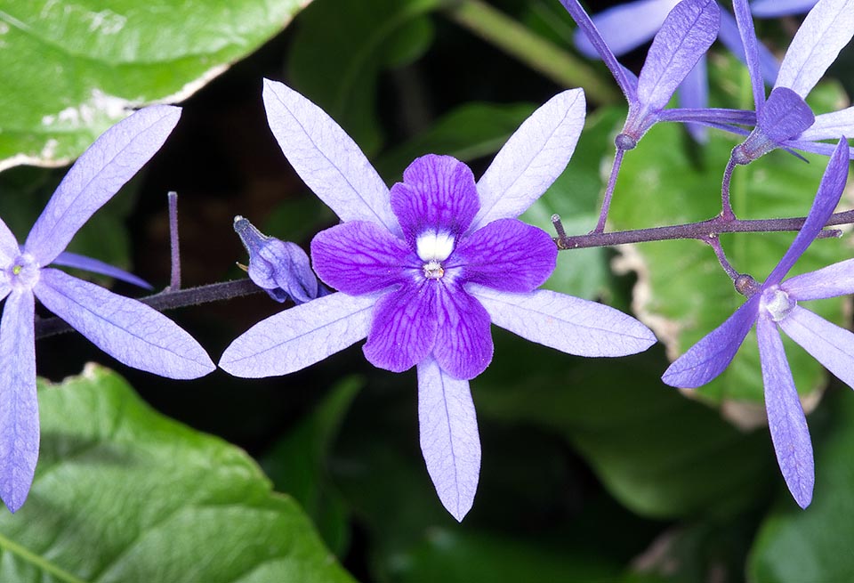 Petrea volubilis, Verbenaceae