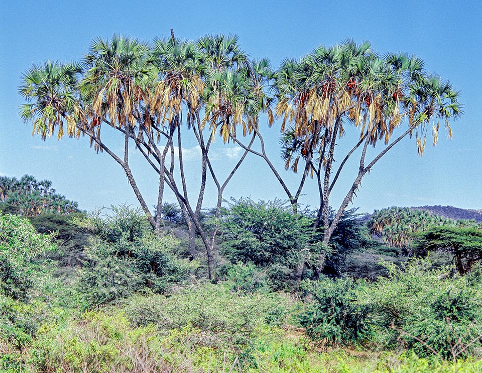 Hyphaene thebaica, Arecaceae, palmier fourchu, palmier à ivoire, palmier doum, palmier pain d'épice