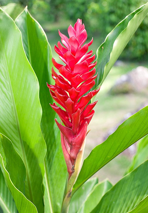 Alpinia purpurata est très cultivé dans les jardins tropicaux pour sa végétation luxuriante et son inflorescence voyante rouge, rose ou blanche, de 30-40 cm, durant environ trois semaines © Mazza