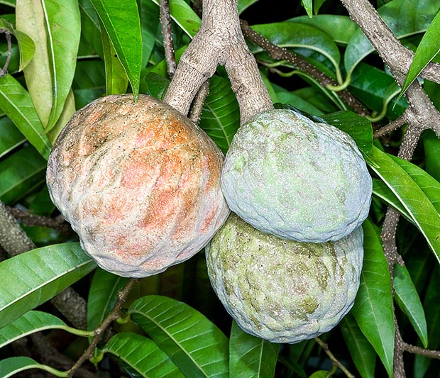 Cultivé depuis l'antiquité, Annona reticulata est probablement native d'Amérique centrale et Caraïbes © Giuseppe Mazza