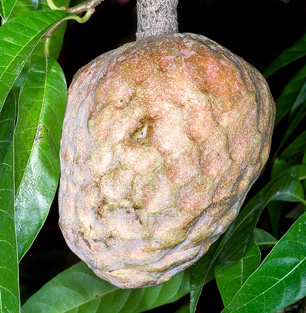 El fruto es un sincarpo comestible. Todas las partes de la planta tienen virtudes medicinales © G. Mazza