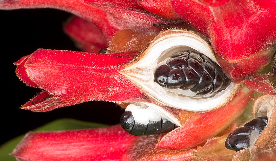 The fruits are red globose berries of 15 mm of diameter containing small black seeds of about 3 mm © Giuseppe Mazza