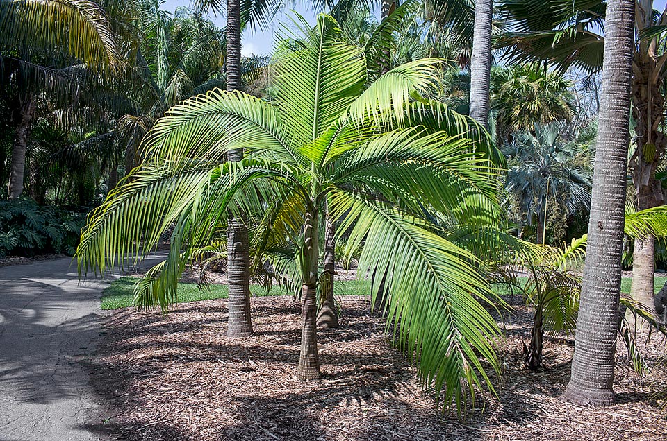 Jeune plante. Les folioles pointues ont environ 70 cm de longueur dans la partie médiane et sont disposées régulièrement sur le rachis © Giuseppe Mazza