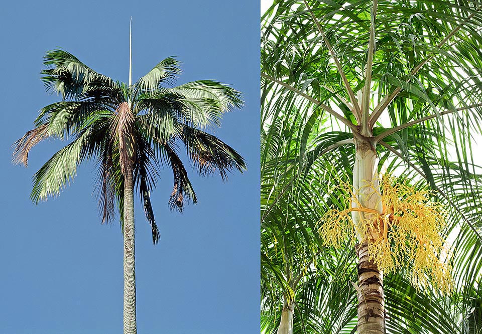 Originaire des îles Mascareignes, Dictyosperma album peut atteindre 12 m de hauteur avec des feuilles élégantes et courbées de 3 m et des inflorescences de 50 cm © Giuseppe Mazza
