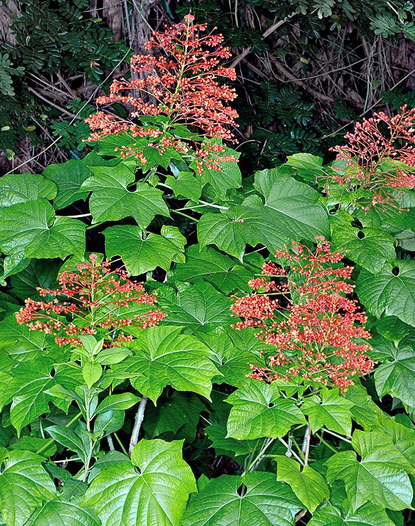 Clerodendrum paniculatum is an evergreen tropical shrub, fast growing, 0,8-2,5 m tall, semi-woody perennial little ramified, has branches with almost quadrangular section © Giuseppe Mazza