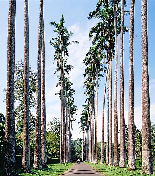30 m de haut et 60 cm de diamètre pour des avenues spectaculaires sous les tropiques © Giuseppe Mazza