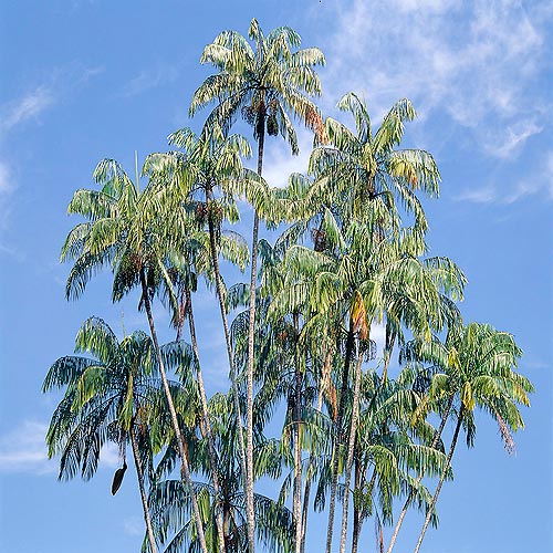 Cespitosa con tallos espinosos de 30 m de altura. Ornamental en los trópicos © G. Mazza