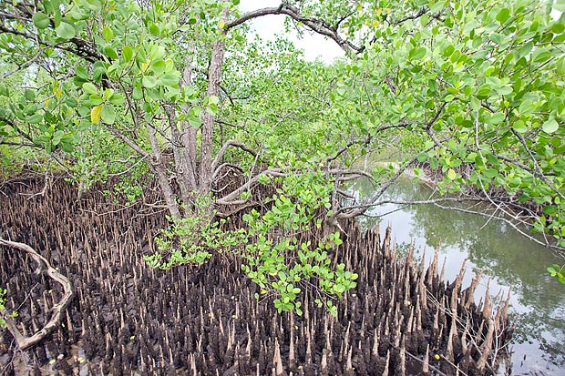 Hojas, ramas y raíces durante la marea baja. El tronco puede alcanzar los 40 cm de diámetro © G. Mazza