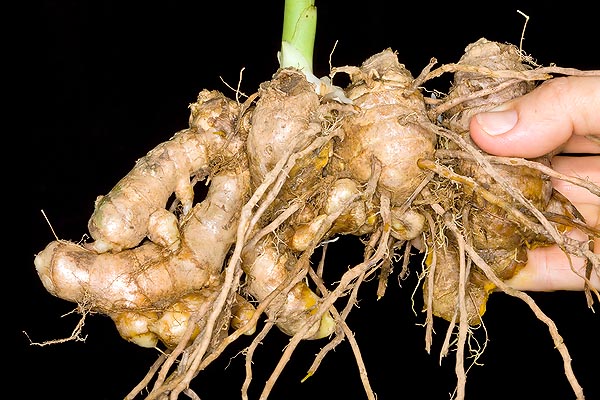 The rhizomes of the ginger have aromatizing and medicinal virtues © Giuseppe Mazza