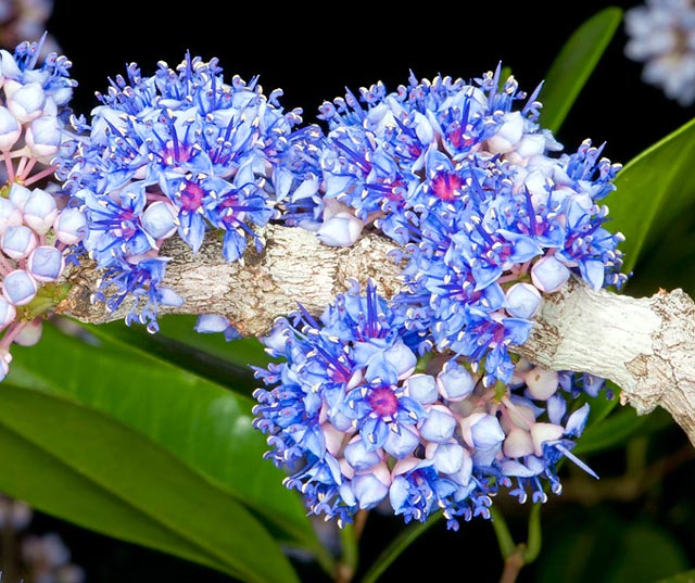 Il Memecylon umbellatum es un árbol indio con pequeñas flores azules. Propiedades medicinales © G. Mazza