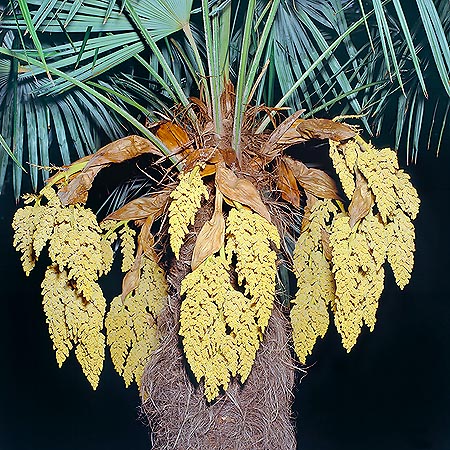 Inflorescences of Trachycarpus fortunei © Giuseppe Mazza