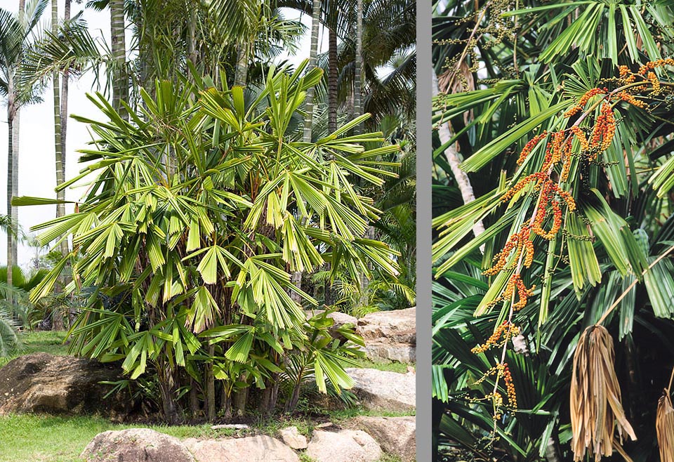 Licuala spinosa, détail des fruits (à droite). Ce petit palmier cespiteux, aux fines tiges de 3-4 m, présente une certaine résistance au froid © Giuseppe Mazza
