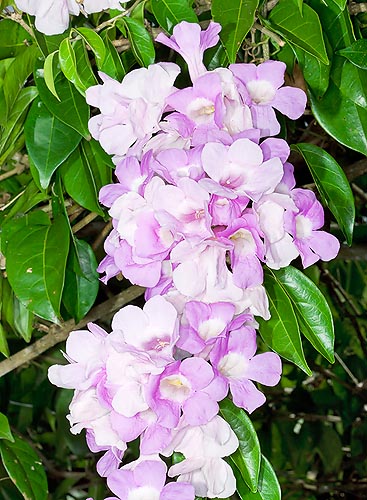 Distictis laxiflora, vanilla trumpet vine