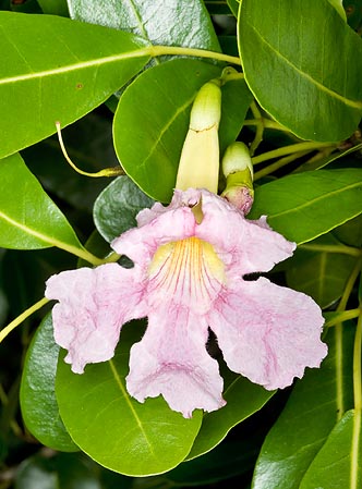 10-15 m tree for the Tropics © Giuseppe Mazza