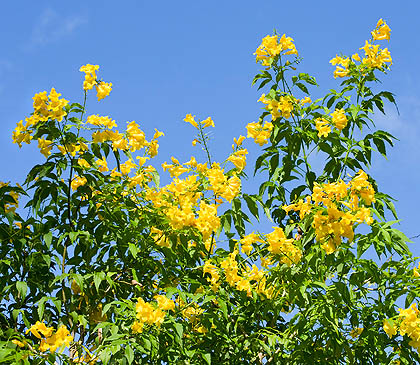 Sun-loving plant, very common in the Tropics © Giuseppe Mazza